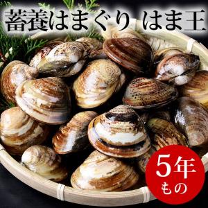 蓄養はまぐり はま王 ５年もの (5kg) 業務用 送料無料 はまぐり屋 活はまぐり 国産はまぐり 地はまぐり 活き蛤 地蛤 BBQ バーベキュー お中元・お歳暮ギフト｜hamaguriya-kuwana