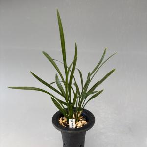 日本春蘭】寿紅（じゅこう）/ 花 蘭 東洋蘭 春蘭 : ヨネヤマ - 通販