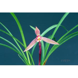 中国春蘭】寰球荷鼎（かんきゅうかてい）/ 花 蘭 東洋蘭 春蘭