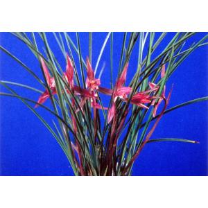 日本寒蘭】豊雪（ほうせつ）/ 花 蘭 東洋蘭 寒蘭 : ヨネヤマ - 通販