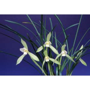　白雲（はくうん）/　花　蘭　東洋蘭　春蘭　