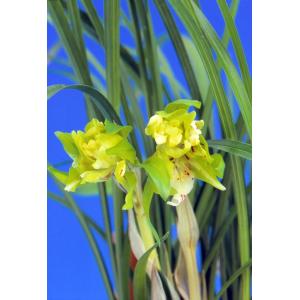 富貴蘭】 青軸富嶽 上柄（あおじくふがく）2条/ 花 蘭 古典植物