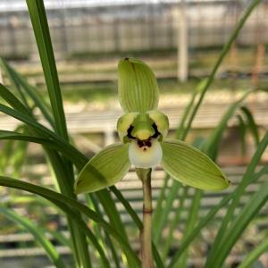 中国春蘭】余胡蝶（よこちょう）/ 花 蘭 東洋蘭 春蘭 : ヨネヤマ