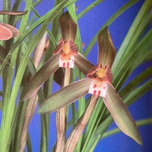 中国春蘭】寰球荷鼎（かんきゅうかてい）/ 花 蘭 東洋蘭 春蘭