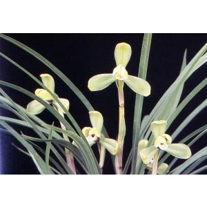 中国春蘭】白雲（はくうん）/ 花 蘭 東洋蘭 春蘭 : ヨネヤマ - 通販