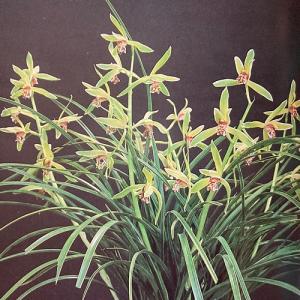 中国春蘭　白中透け『天山』種木3本立 日本春蘭　中国蘭　東洋蘭　山野草　寒蘭 中国春蘭 白中透け『天山』種木3本立 日本春蘭 中国蘭 東洋蘭