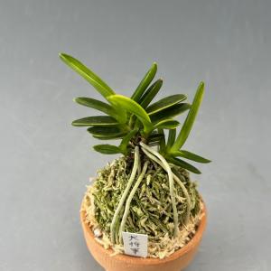 富貴蘭】 満月（まんげつ）/ 花 古典植物 フウラン : ヨネヤマ - 通販