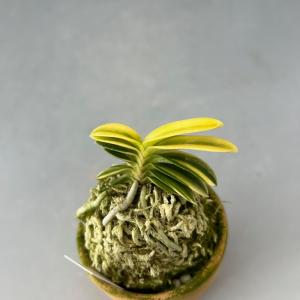 【富貴蘭】 玉金剛×青軸富嶽(たまこんごう×あ...の詳細画像2