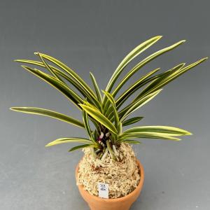 富貴蘭】 天橋系満月（てんきょうけいまんげつ）/ 花 古典植物 