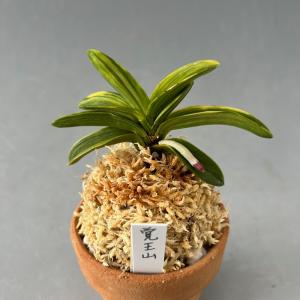 富貴蘭　風蘭　満月 富貴蘭】 満月（まんげつ）/ 花 古典植物 フウラン : ヨネヤマ - 通販