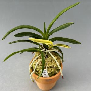 富貴蘭】 天橋系満月（てんきょうけいまんげつ）/ 花 古典植物 