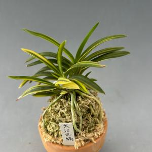 【富貴蘭】 大江丸縞(おおえまるしま)/ 花 古...の商品画像