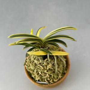 【富貴蘭】 玉錦(たまにしき)/ 花 古典植物...の詳細画像1