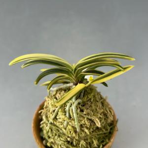 【富貴蘭】 玉錦(たまにしき)/ 花 古典植物...の詳細画像2