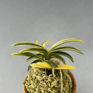 【富貴蘭】 玉錦(たまにしき)/ 花 古典植物...の詳細画像3