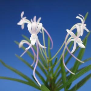 富貴蘭　千載錦 楽天市場】【富貴蘭】千載錦（せんざいにしき）/花 古典植物 フウラン