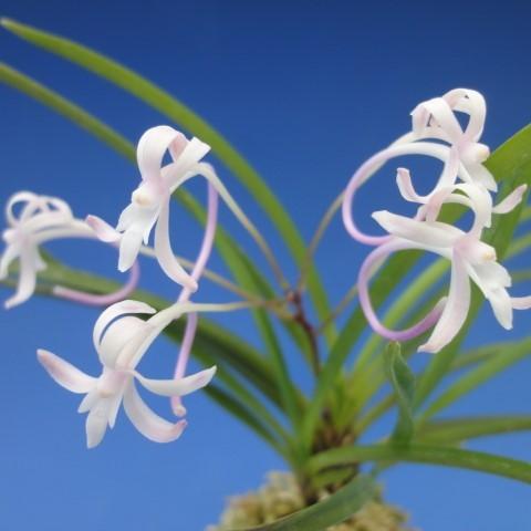 【富貴蘭】　桃姫（ももひめ）3条/　花　蘭　古典植物　フウラン