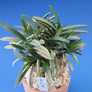 富貴蘭】 満月（まんげつ）/ 花 古典植物 フウラン : ヨネヤマ - 通販