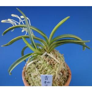 富貴蘭 フウラン 花物 朱天王 : フェニックスガーデン - 通販 - Yahoo