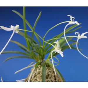 富貴蘭 薩摩 2本立ち 品種保証 富貴蘭 薩摩 2本立ち 品種保証 富貴蘭