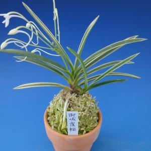 富貴蘭】 千載錦（せんざいにしき）/ 花 古典植物 フウラン : ヨネヤマ