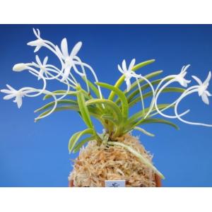 富貴蘭】 青軸富嶽 上柄（あおじくふがく）2条/ 花 蘭 古典植物