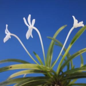 富貴蘭】 藤娘（ふじむすめ）1条/ 花 蘭 古典植物 フウラン : ヨネヤマ