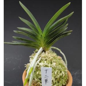 富貴蘭】 駿河覆輪（するがふくりん）1条/ 花 蘭 古典植物 フウラン