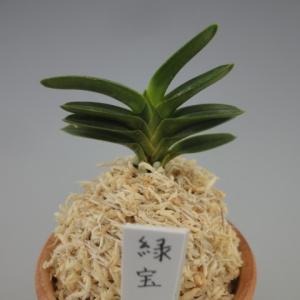 2025年12月】富貴蘭のおすすめ人気ランキング - Yahoo!ショッピング