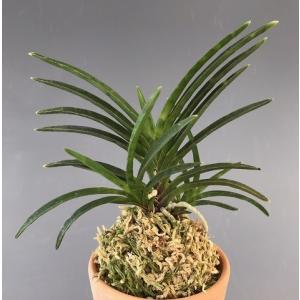 富貴蘭】 駿河覆輪（するがふくりん）1条/ 花 蘭 古典植物 フウラン