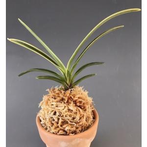 富貴蘭】 御城覆輪（ごじょうふくりん）2条/ 花 蘭 古典植物 フウラン