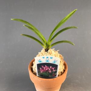 【富貴蘭】 朱天王(しゅてんのう)1条/ 花 ...の詳細画像1