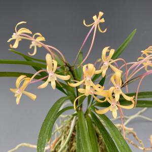 富貴蘭】 轡虫（くつわむし）1条/ 花 蘭 古典植物 フウラン