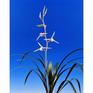 日本寒蘭】燦月（さんげつ）/ 花 蘭 東洋蘭 寒蘭 : ヨネヤマ - 通販