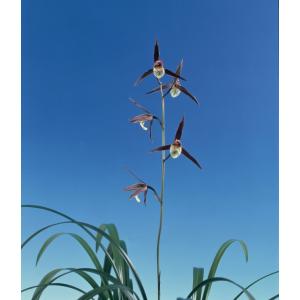 薩摩寒蘭銘品『光月』花付き　寒蘭　春蘭　東洋蘭 薩摩寒蘭無銘 紫尾産花付き成木6条&慎太郎 寒蘭 春蘭 東洋蘭