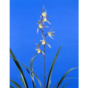 薩摩寒蘭銘品『光月』花付き　寒蘭　春蘭　東洋蘭 日本寒蘭】北薩の晃（ほくさつのひかり）/ 花 蘭 東洋蘭 寒蘭