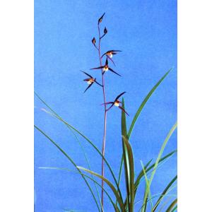 日本寒蘭】豊雪（ほうせつ）/ 花 蘭 東洋蘭 寒蘭 : ヨネヤマ - 通販