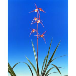 富貴蘭】 千載錦（せんざいにしき）/ 花 古典植物 フウラン : ヨネヤマ