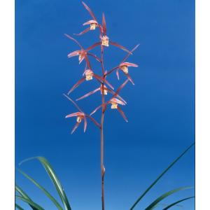 日本寒蘭】豊雪（ほうせつ）/ 花 蘭 東洋蘭 寒蘭 : ヨネヤマ - 通販