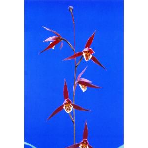 薩摩寒蘭銘品『光月』花付き　寒蘭　春蘭　東洋蘭 日本寒蘭】燦月（さんげつ）/ 花 蘭 東洋蘭 寒蘭 : ヨネヤマ - 通販