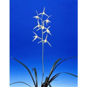 薩摩寒蘭銘品『光月』花付き　寒蘭　春蘭　東洋蘭 日本寒蘭】燦月（さんげつ）/ 花 蘭 東洋蘭 寒蘭 : ヨネヤマ - 通販