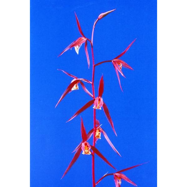 【日本寒蘭】北薩の晃（ほくさつのひかり）/　花　蘭　東洋蘭　寒蘭　