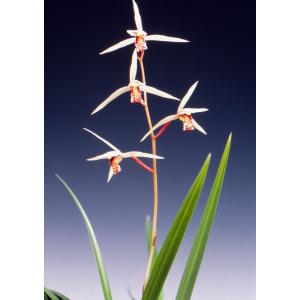 富貴蘭】 千載錦（せんざいにしき）/ 花 古典植物 フウラン : ヨネヤマ