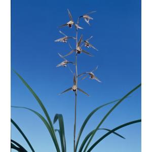 富貴蘭】 千載錦（せんざいにしき）/ 花 古典植物 フウラン : ヨネヤマ