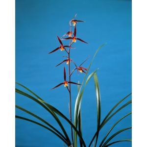 日本寒蘭】燦月（さんげつ）/ 花 蘭 東洋蘭 寒蘭 : ヨネヤマ - 通販