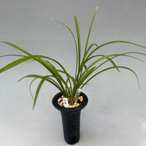 日本春蘭】紅貴（こうき）/ 花 蘭 東洋蘭 春蘭 : ヨネヤマ - 通販