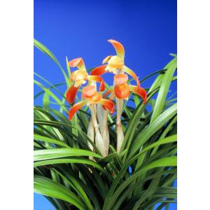 日本春蘭】日晃（にっこう）/ 花 蘭 東洋蘭 春蘭 : ヨネヤマ - 通販