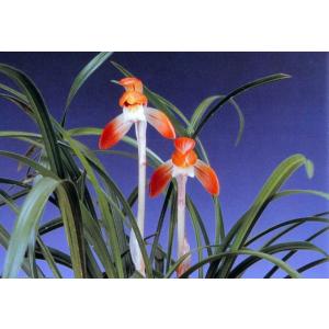 日本春蘭】寿紅（じゅこう）/ 花 蘭 東洋蘭 春蘭 : ヨネヤマ - 通販