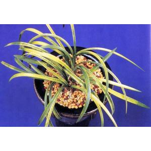 富貴蘭】 千載錦（せんざいにしき）/ 花 古典植物 フウラン : ヨネヤマ