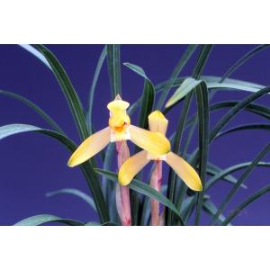 富貴蘭】 藤娘（ふじむすめ）1条/ 花 蘭 古典植物 フウラン : ヨネヤマ